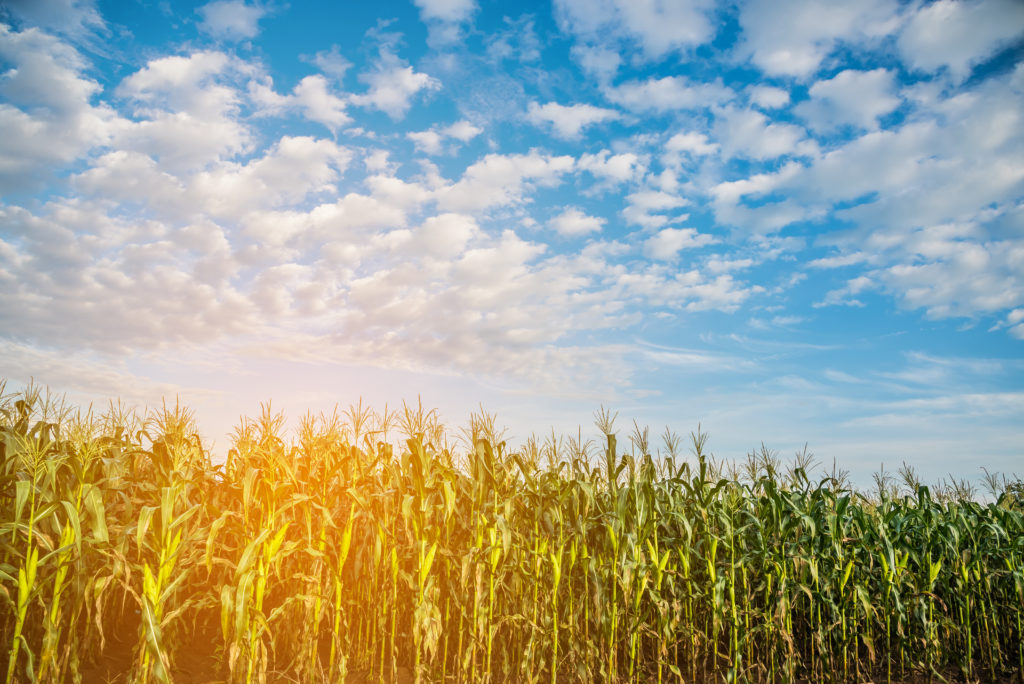 Relationships of Nitrous Oxide Emissions to Fertilizer Nitrogen