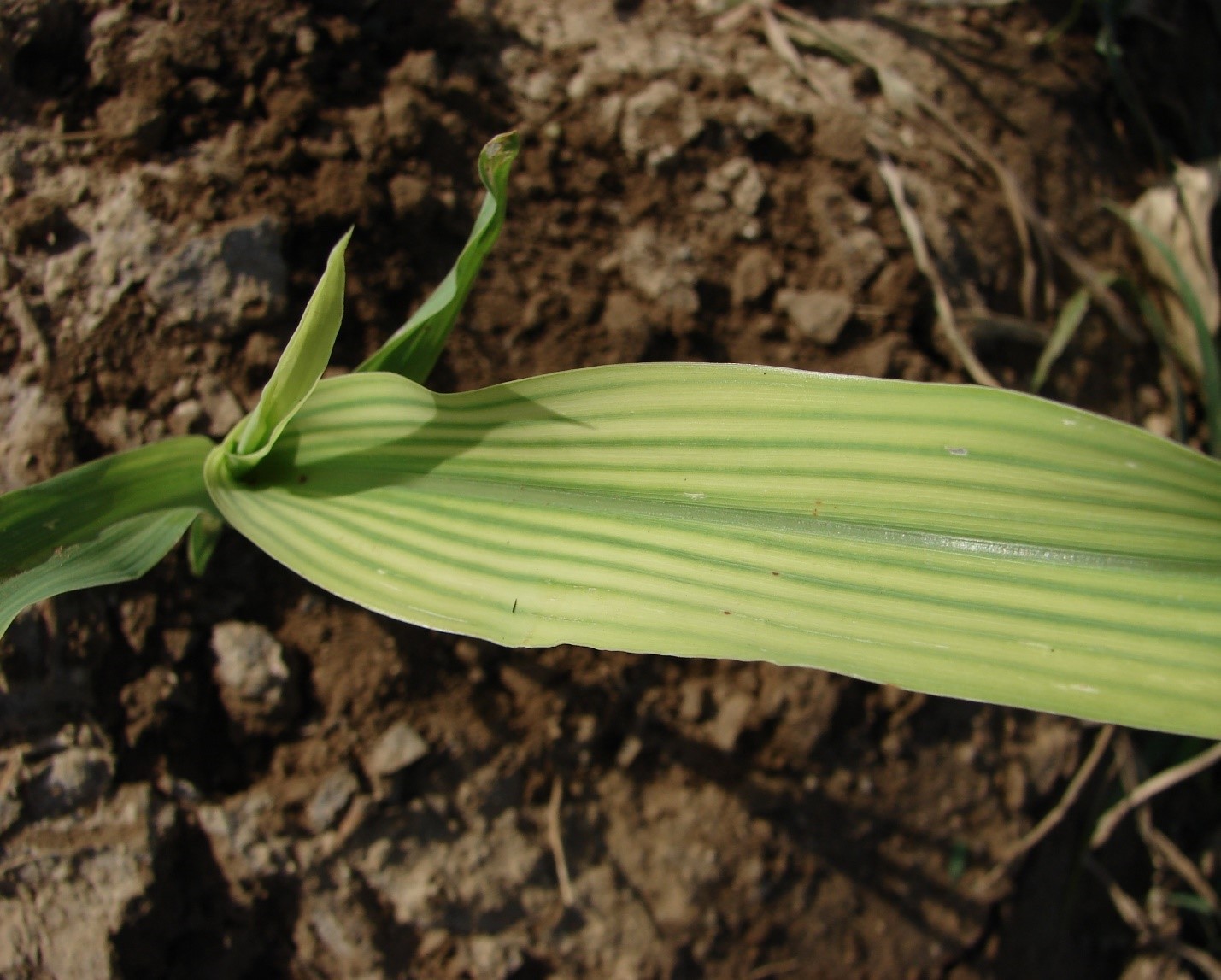 Iron in Crop Production Foundation for Agronomic Research